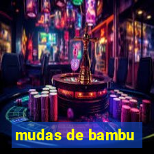 mudas de bambu