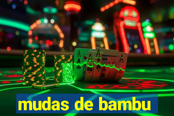 mudas de bambu