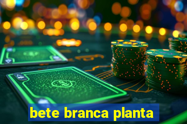 bete branca planta