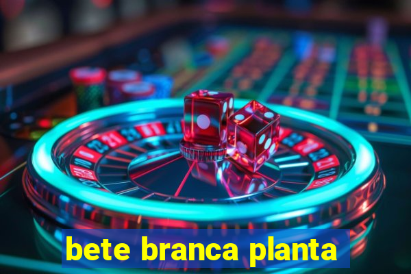 bete branca planta