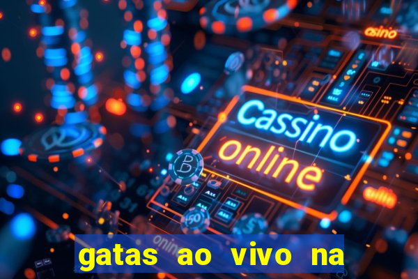 gatas ao vivo na web cam