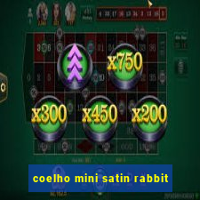 coelho mini satin rabbit